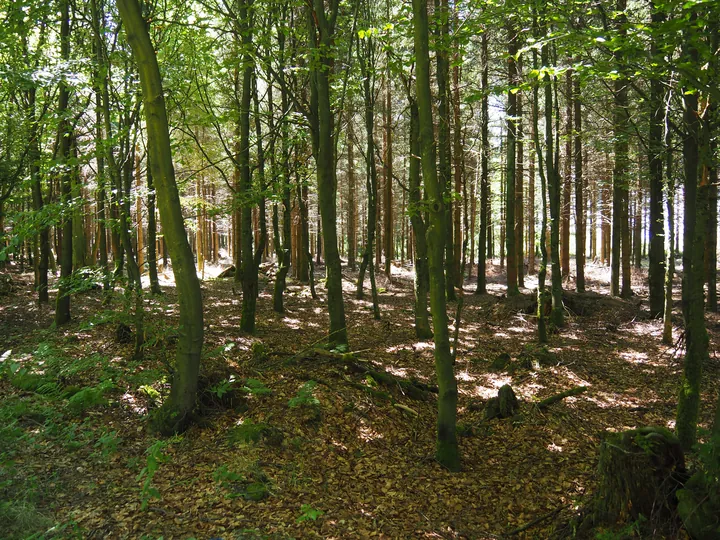 Signal de Botrange (Belgium)